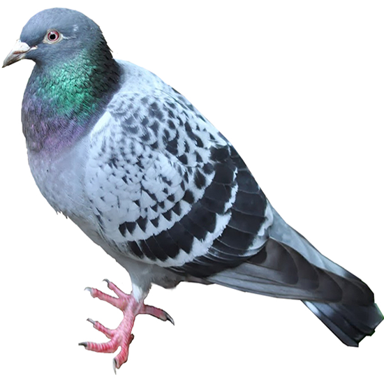 Homing Pigeon